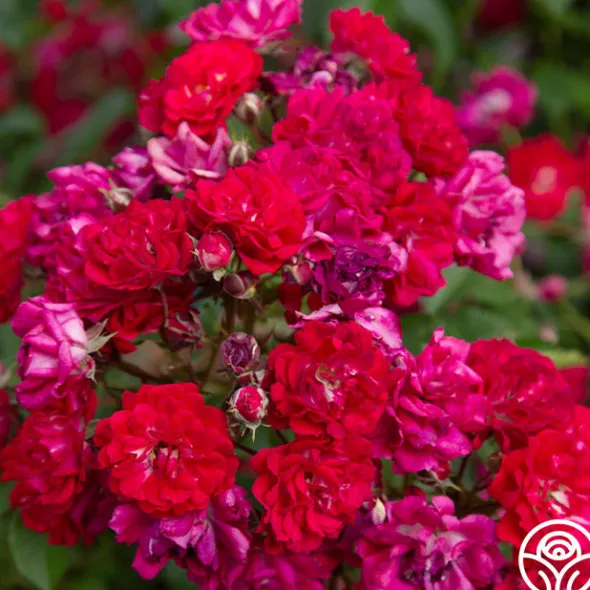 Heirloom Roses Children's Hope™ Clearance