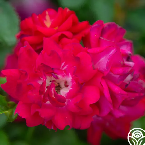 Heirloom Roses Children's Hope™ Clearance