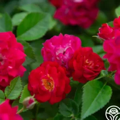 Heirloom Roses Children's Hope™ Clearance