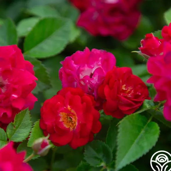 Heirloom Roses Children's Hope™ Clearance