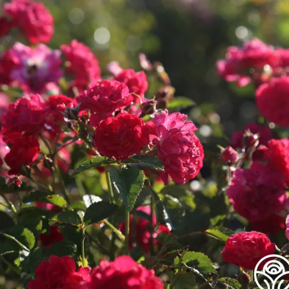 Heirloom Roses Children's Hope™ Clearance