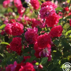 Heirloom Roses Children's Hope™ Clearance