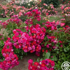 Heirloom Roses Children's Hope™ Clearance
