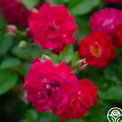 Heirloom Roses Children's Hope™ Clearance