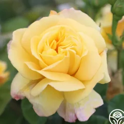 Heirloom Roses Chinatown® Best