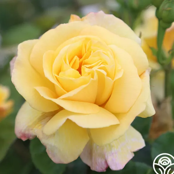 Heirloom Roses Chinatown® Best