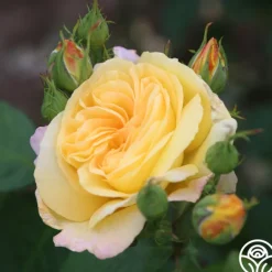 Heirloom Roses Chinatown® Best