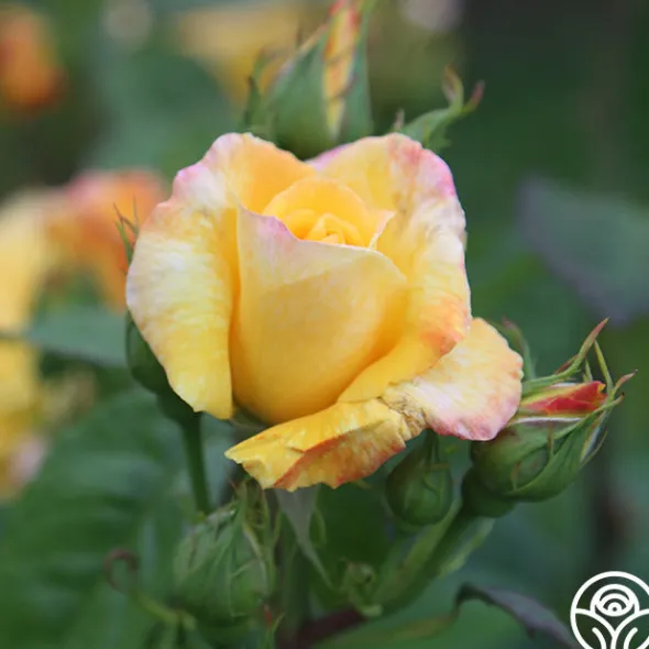 Heirloom Roses Chinatown® Best