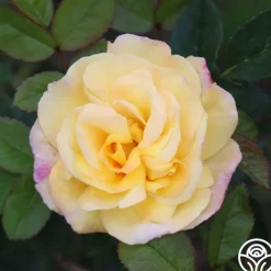 Heirloom Roses Chinatown® Best