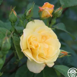 Heirloom Roses Chinatown® Best