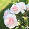 Heirloom Roses Chorale New