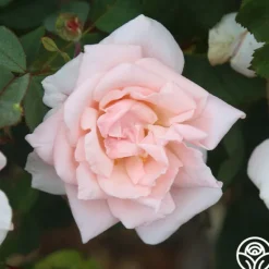 Heirloom Roses Chorale New