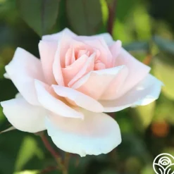 Heirloom Roses Chorale New