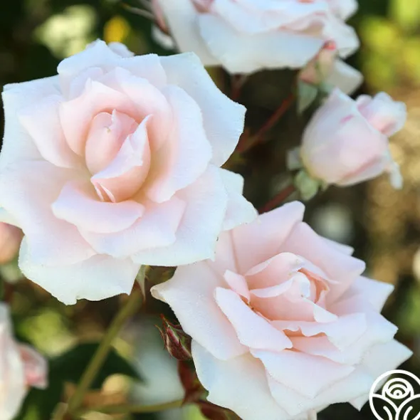 Heirloom Roses Chorale New