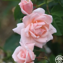 Heirloom Roses Chorale New