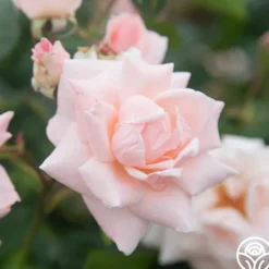 Heirloom Roses Chorale New