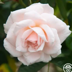 Heirloom Roses Chorale New