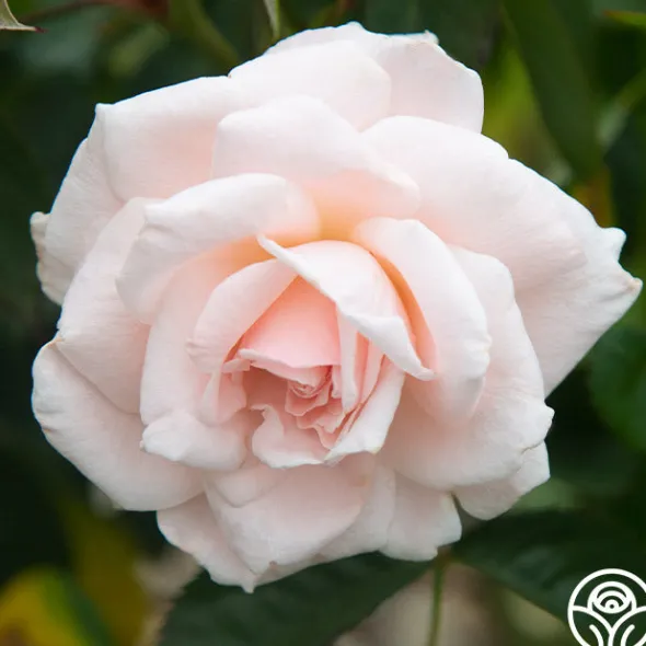 Heirloom Roses Chorale New