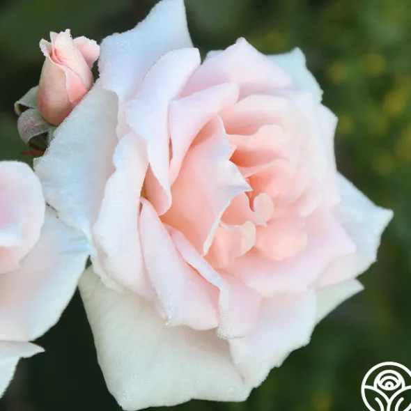 Heirloom Roses Chorale New