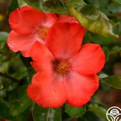 Heirloom Roses Christine™ Sale
