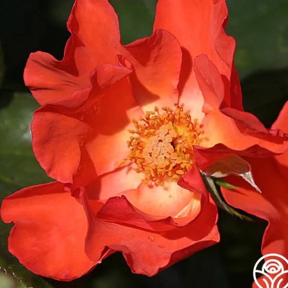 Heirloom Roses Christine™ Sale