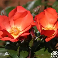 Heirloom Roses Christine™ Sale