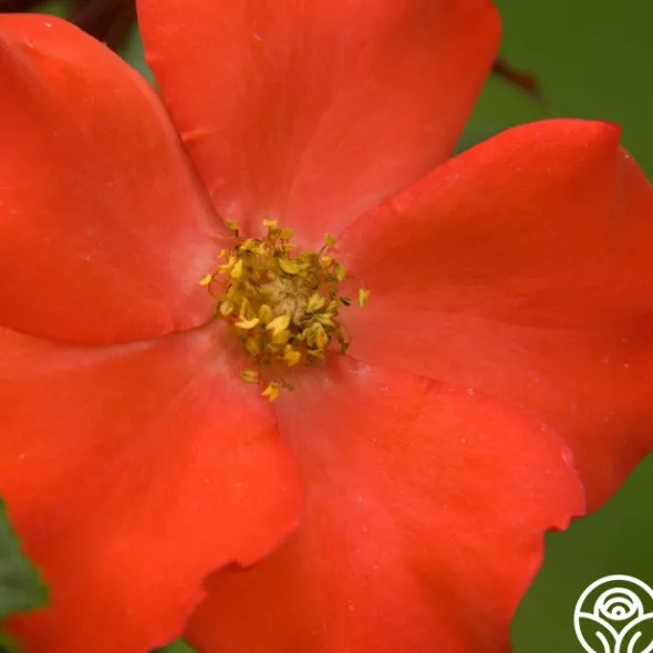 Heirloom Roses Christine™ Sale
