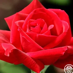 Heirloom Roses Chrysler Imperial Sale