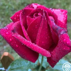 Heirloom Roses Chrysler Imperial Sale