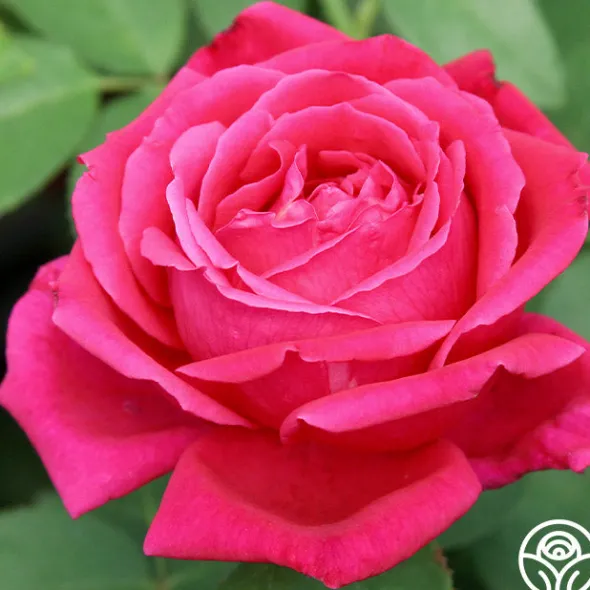 Heirloom Roses Chrysler Imperial Sale