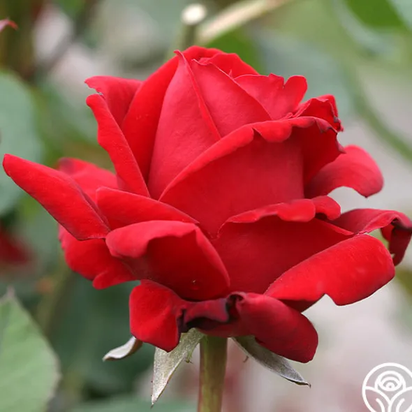 Heirloom Roses Chrysler Imperial Sale