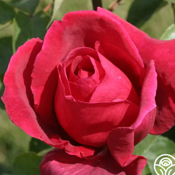 Heirloom Roses Chrysler Imperial Sale