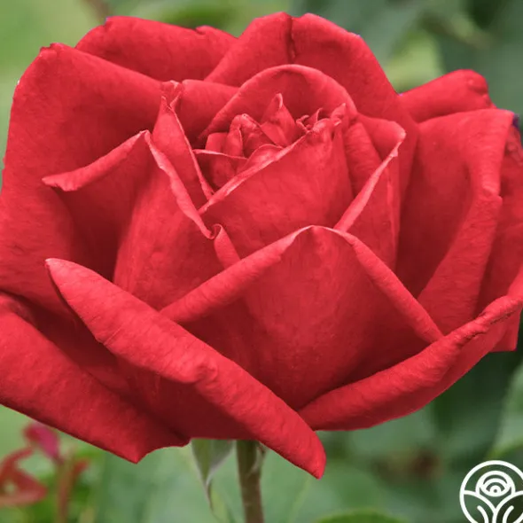 Heirloom Roses Chrysler Imperial Sale