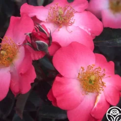 Heirloom Roses Chuckles Best
