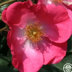 Heirloom Roses Chuckles Best