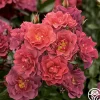 Heirloom Roses Cinco de Mayo Discount