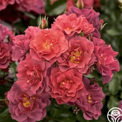 Heirloom Roses Cinco de Mayo Discount