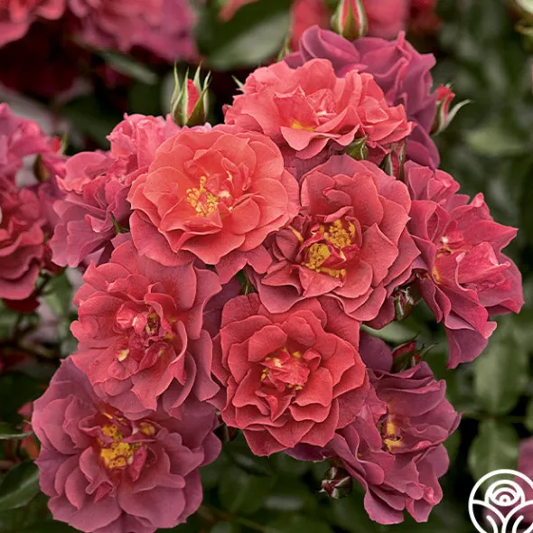 Heirloom Roses Cinco de Mayo Discount