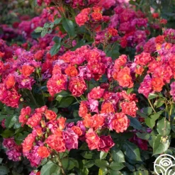 Heirloom Roses Cinco de Mayo Discount