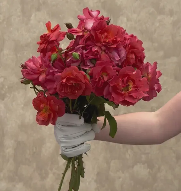 Heirloom Roses Cinco de Mayo Discount