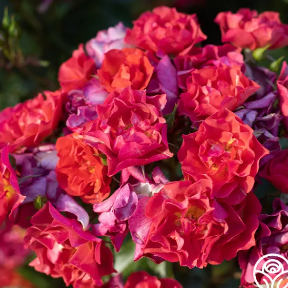 Heirloom Roses Cinco de Mayo Discount