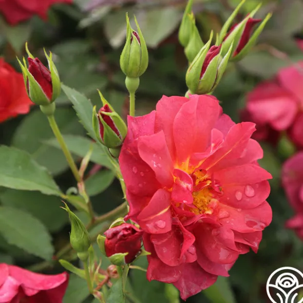 Heirloom Roses Cinco de Mayo Discount