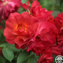 Heirloom Roses Cinco de Mayo Discount