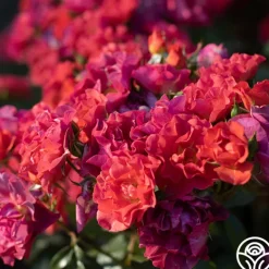 Heirloom Roses Cinco de Mayo Discount