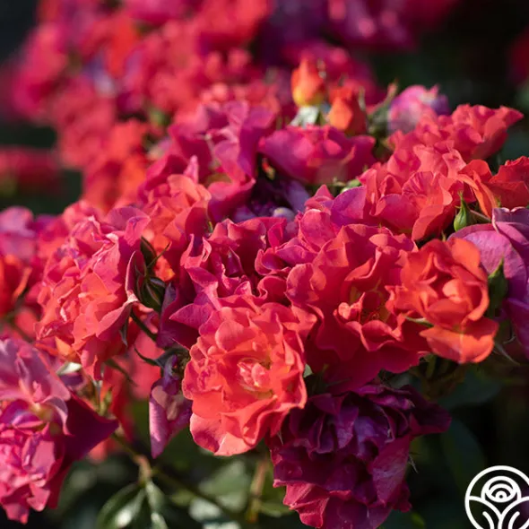 Heirloom Roses Cinco de Mayo Discount