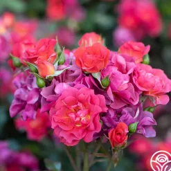 Heirloom Roses Cinco de Mayo Discount