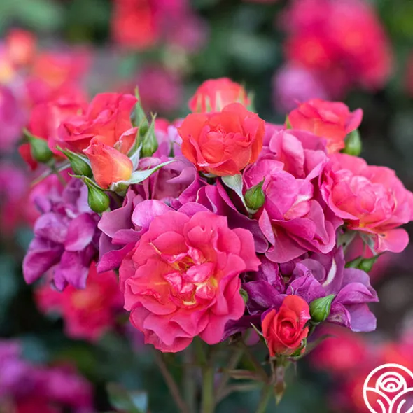 Heirloom Roses Cinco de Mayo Discount
