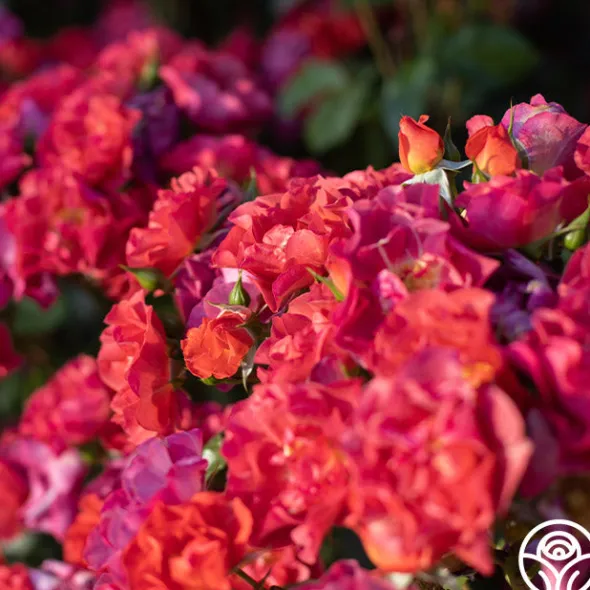 Heirloom Roses Cinco de Mayo Discount