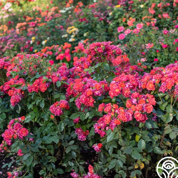 Heirloom Roses Cinco de Mayo Discount