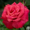Heirloom Roses Cinnamon Dolce™ Outlet